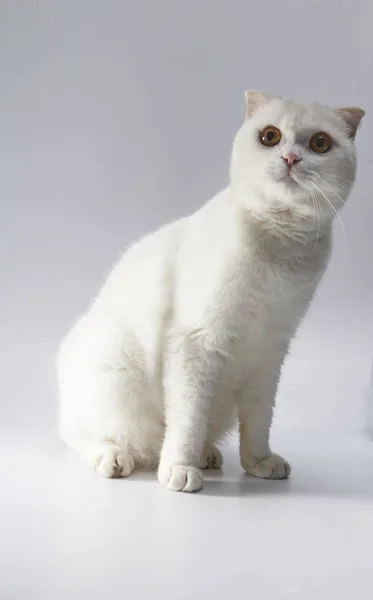 Mignon Chat A Poil Court Britannique Blanc Chat A L Oreille Pliee Couleur Blanche Animaux Stock Photo Mignon Chat A Poil Court Britannique Blanc Chat A L Oreille Pliee Couleur Blanche Animaux Stock Photo