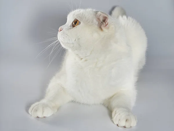 Mignon Chat A Poil Court Britannique Blanc Chat A L Oreille Pliee Couleur Blanche Animaux Stock Photo Mignon Chat A Poil Court Britannique Blanc Chat A L Oreille Pliee Couleur Blanche Animaux Stock Photo