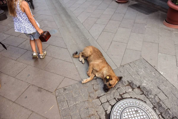 Menina Está Brincando Com Cão — Fotografia de Stock