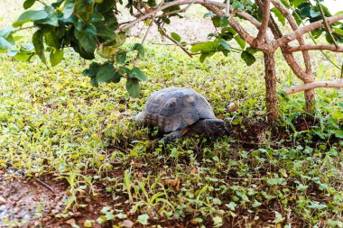 Bahçedeki güzel kaplumbağa 