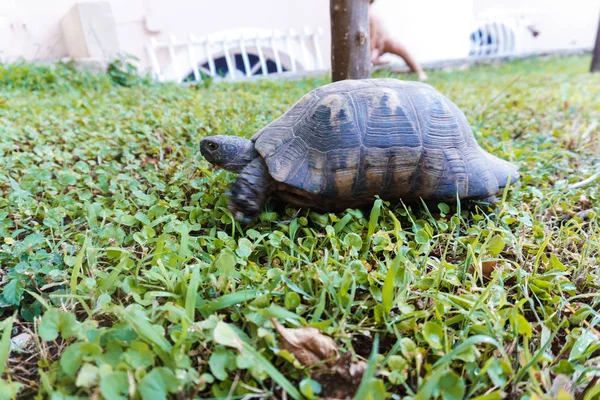 Hermosa Tortuga Jardín —  Fotos de Stock