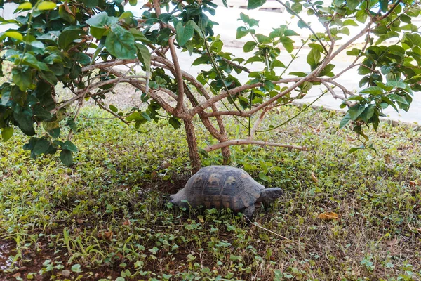 Mooie Schildpad Tuin — Stockfoto