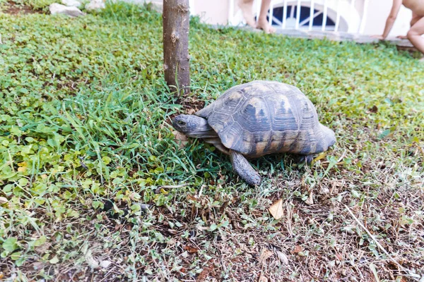 Mooie Schildpad Tuin — Stockfoto