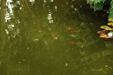 Güzel göl manzarası