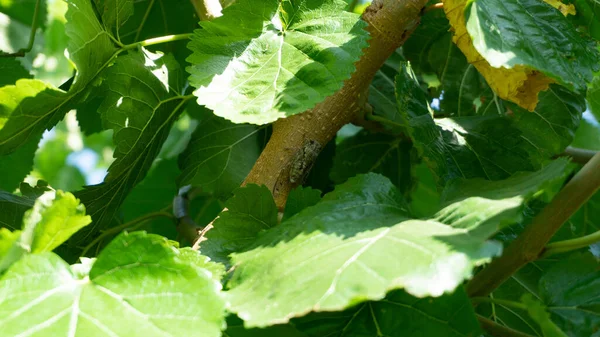 Зеленые Листья Молодого Растения — стоковое фото