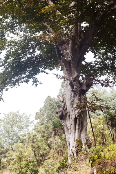 Grönt Träd Skogen — Stockfoto