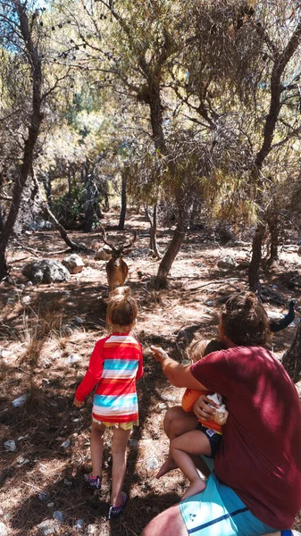 Vista Posterior Del Padre Con Los Niños Alimentando Ciervos Bosque — Foto de Stock