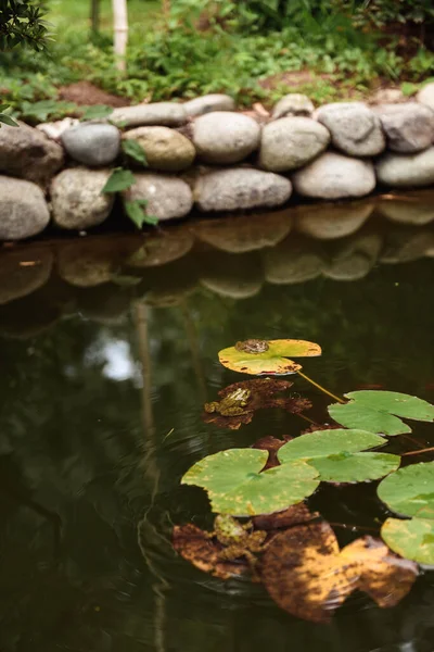연못의 아름다운 — 스톡 사진