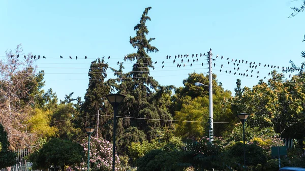 Ptáci Sedí Drátech Zelených Stromech Městském Parku — Stock fotografie