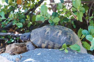 Bir kaplumbağa yeşil çimlerde oturuyor. 