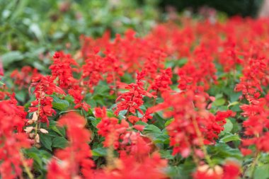 İlkbaharda bitkinin çiçekleri