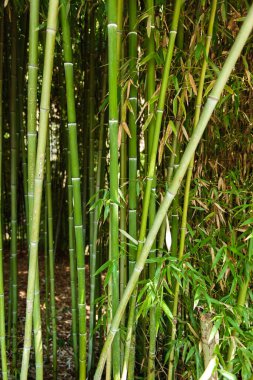 Yeşil bambu yaprağını kapat.