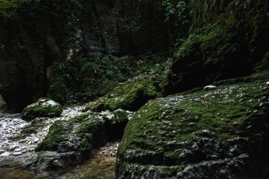 Ormanda güzel bir şelale