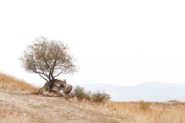 Manzaralı dağ manzarasında yalnız bir ağaç