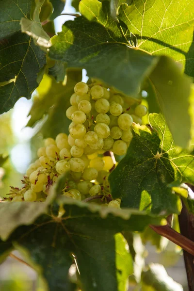 Grapes Tree — Stock Photo, Image