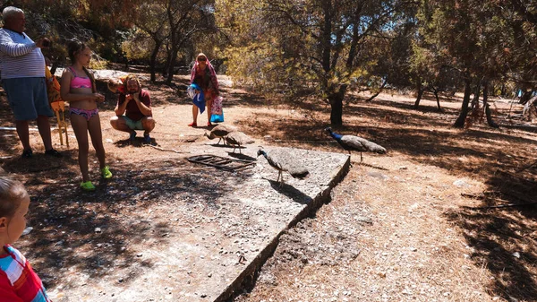 Familia Observando Pavos Reales Bosque — Foto de Stock