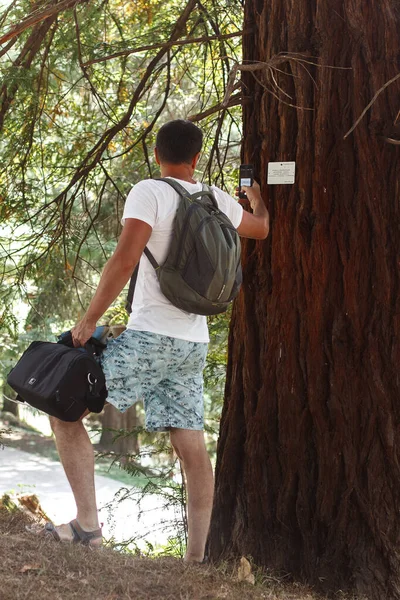 Man Taking Picture Tree Forest — Fotografia de Stock
