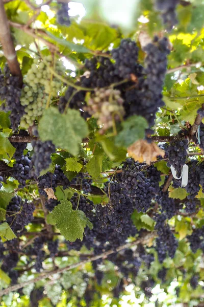 Grapes Vine — Stock Photo, Image