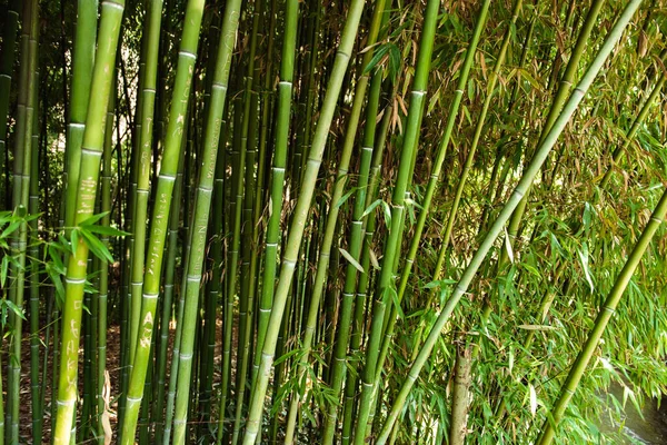 Caules Bambu Com Folhas Verdes — Fotografia de Stock