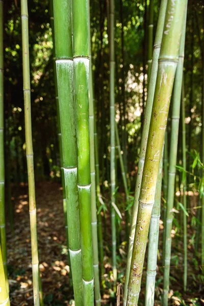 Bamboo Forest Green Grass Close — Fotografia de Stock