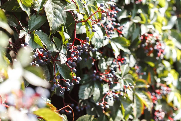 Closeup Shot Red Green Leaves Tree — Stock Photo, Image