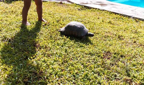 Turtle Sitting Green Lawn — Stock Photo, Image