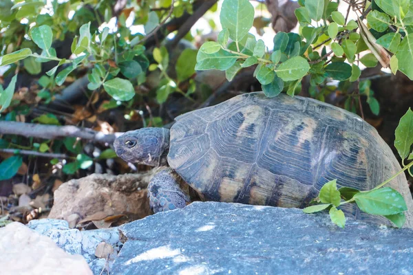 Sköldpadda Sitter Grön Gräsmatta — Stockfoto