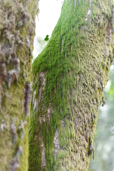 Musgo Árvore — Fotografia de Stock