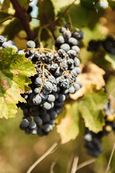 Grapes Vine — Stock Photo, Image