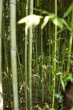 Parktaki bambu ormanı