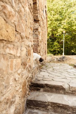 Köpek merdivenlerden iniyor.