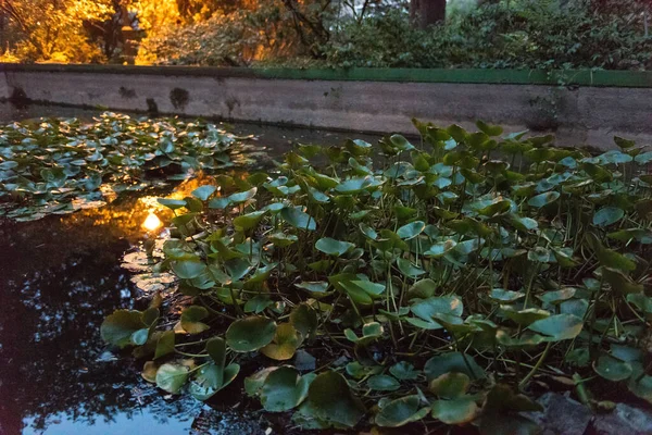 Höst Löv Höst Säsong Flora — Stockfoto