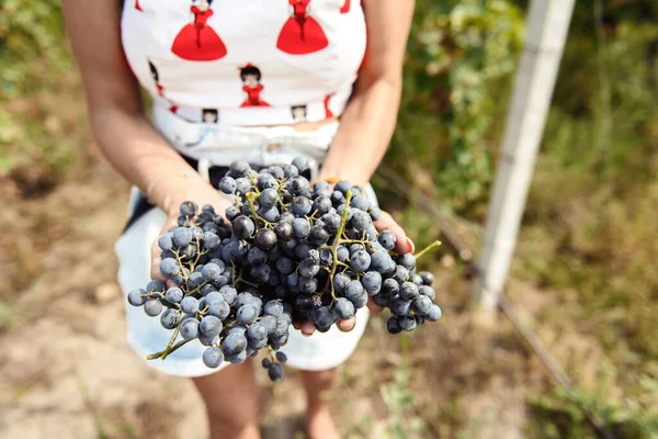 Close Person Holding Bunch Grapes Vineyard — Stock Photo, Image