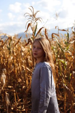 Altın mısır tarlasında küçük bir kız