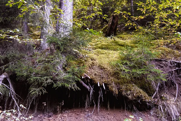 Forêt Dense Borjomi — Photo