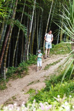Küçük çocuk bambu parkında yürüyor.