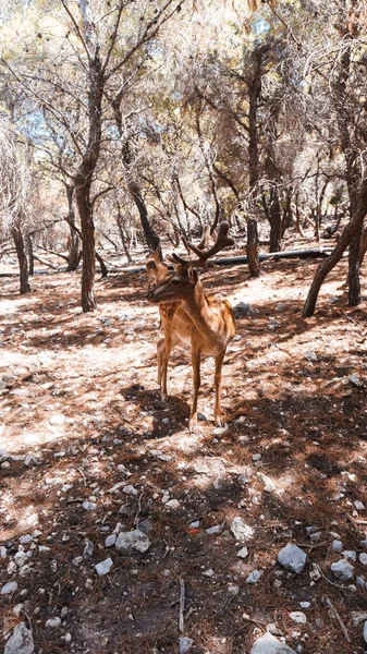 Cervi Che Camminano Nella Foresta Sull Isola — Foto Stock