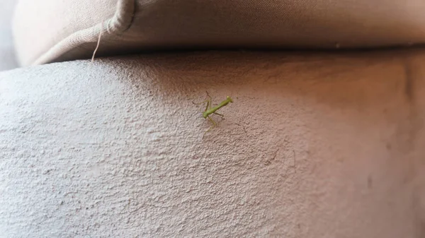 Little Mantis Sitting Wall — Stock Photo, Image