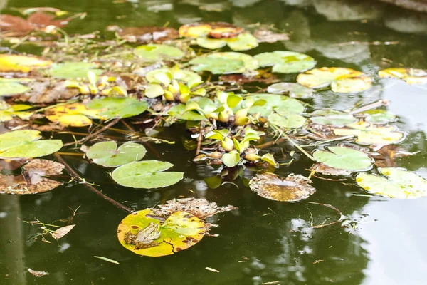 Kikkers Zittend Waterlelies Een Meer — Stockfoto