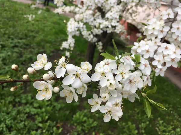 Fehér Virágok Tavasszal — Stock Fotó
