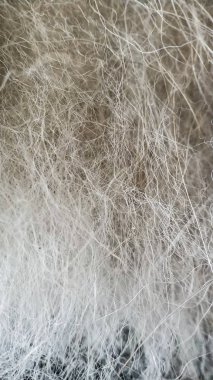 Üretim için ham maddeler. Köpek deve tüyü yakın çekim makro.