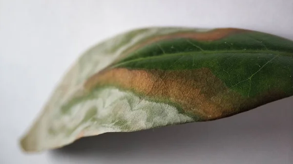 La hoja marchita y enferma de la planta. Enfermo verde planta exótica lichi En un blanco —  Fotos de Stock