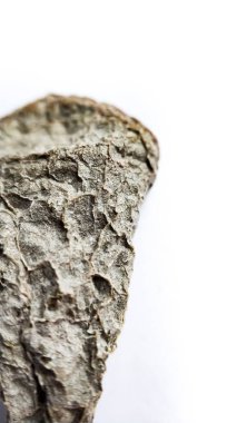 beyaz arkaplanda kuru ölü yaprak sulu