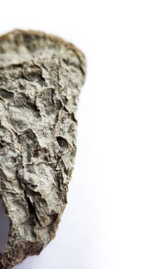 beyaz arkaplanda kuru ölü yaprak sulu