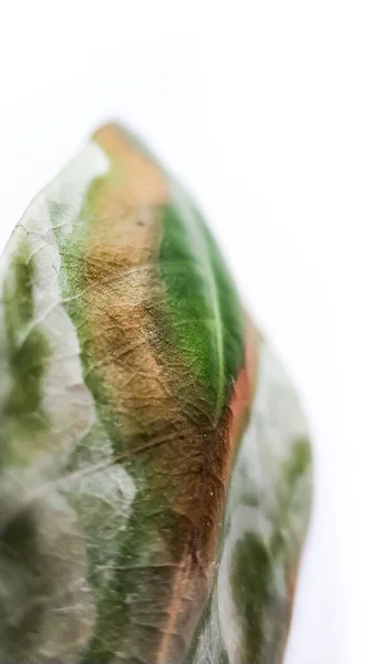 Torkade och sjuka blad av en växt. Sjuk grön exotisk växt litchi På en vit — Stockfoto