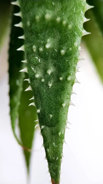 Planta suculenta pachyveria verde sobre fondo blanco de cerca —  Fotos de Stock