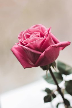 Pembe arka planda çiçekler Tatil için bir hediye