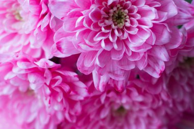 Pembe arka planda çiçekler Tatil için bir hediye