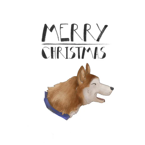 Portret van een hondenras husky. Vrolijk kerstfeest. geïsoleerd op witte achtergrond — Stockfoto