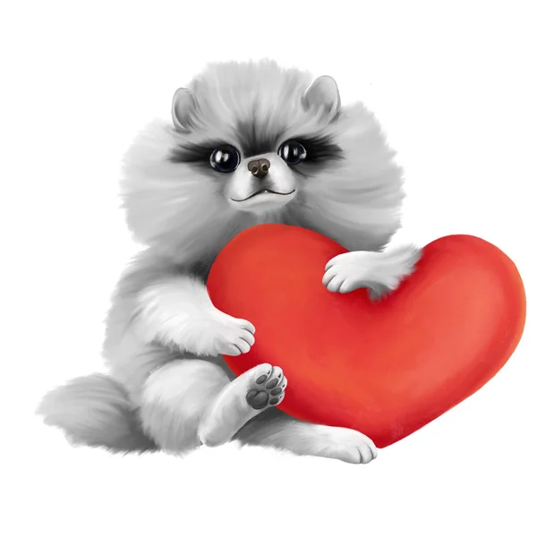 Der weiße Spitzwelpe hält ein rotes Herz in den Pfoten. Valentinstag. Hund ist auf weißem Hintergrund isoliert. Kunst — Stockfoto